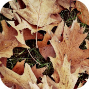 Autumn Wallpapers screenshot 0