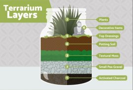 Design and Benefits of Terrarium plants screenshot 2