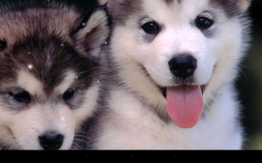 Husky Live Wallpaper screenshot 4