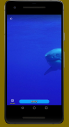 White Shark Video Wallpaper screenshot 1