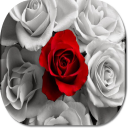 Rose Flower HD Wallpapers Icon