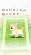 癒しの子犬育成ゲーム〜チワワ編〜 screenshot 4