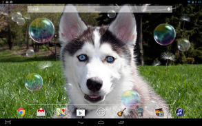 Puppy Husky Live Wallpaper screenshot 2