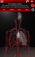 Circulatory System 3D Anatomy screenshot 15