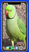 Parrot Wallpaper HD screenshot 0