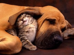 Animal Lover HD Wallpapers screenshot 2