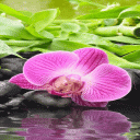 Pink Orchid Blooming LWP