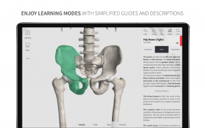 Anatomyka Skeleton screenshot 12