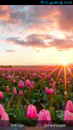 Tulips Live Wallpaper screenshot 4