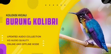 Suara Kicau: Burung Kolibri screenshot 3