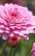 Flowers Wallpaper screenshot 15
