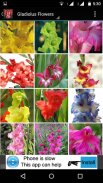 Gladiolus Flower HD Wallpaper screenshot 4