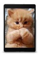 Scottish Fold Wallpapers screenshot 7