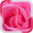 Pink Rose Live Wallpaper Icon