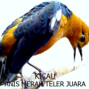 Kicau Anis Merah Teler Juara Icon