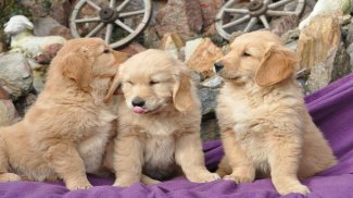 Puppies Jigsaw Puzzles screenshot 5