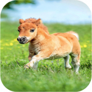 Cutest Animals Wallpapers screenshot 8