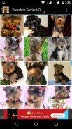 Yorkshire Terrier Dog Wallpape screenshot 7