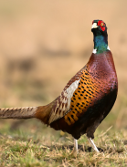 Pheasant sounds screenshot 0