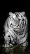 White Tiger Live Wallpaper screenshot 4