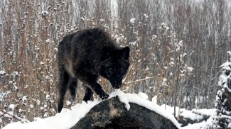 fondo de lobo negro