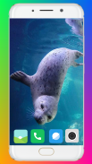 Harb Seal Wallpaper Full HD screenshot 13