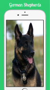 German Shepherds screenshot 4