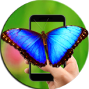 Butterfly On The Phone Screen