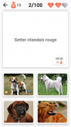 Races de chiens - Quiz! screenshot 3