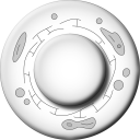 Leukocyte