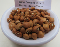 KALRO New Cowpea Varieties screenshot 5