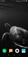 Turtle Wallpaper screenshot 4