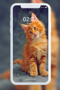 Kitten Wallpaper screenshot 2