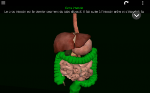 Organes Internes en 3D (Anatomie) screenshot 20
