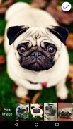 Pug Lock Screen screenshot 3