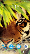 Tiger HD Wallpapers screenshot 5