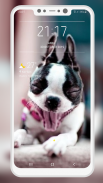 Boston Terrier Wallpaper screenshot 10