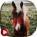Horses Video Live Wallpaper