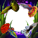 Guppy Fishs Photo Frames Icon