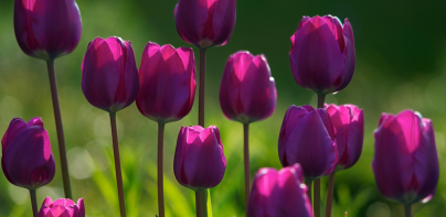 Wallpaper Tulip Berwarna-warni