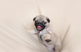 Pug Wallpaper: backgrounds hd screenshot 16