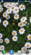 Daisies Live Wallpaper screenshot 3