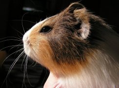 Hamster Puzzle- just beautiful pictures jigsaw screenshot 2