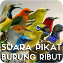 Suara Pikat Burung Ribut Mp3