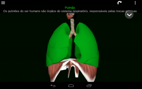 Órgãos Internos em 3D (Anatomia) screenshot 20