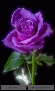 Purple Shine Rose LWP screenshot 0