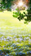Green Spring Live Wallpaper screenshot 2