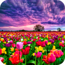 Flower Fields Live Wallpaper