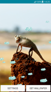 Live Wallpapers - Chameleon screenshot 6