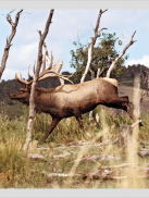 North American Elk screenshot 8